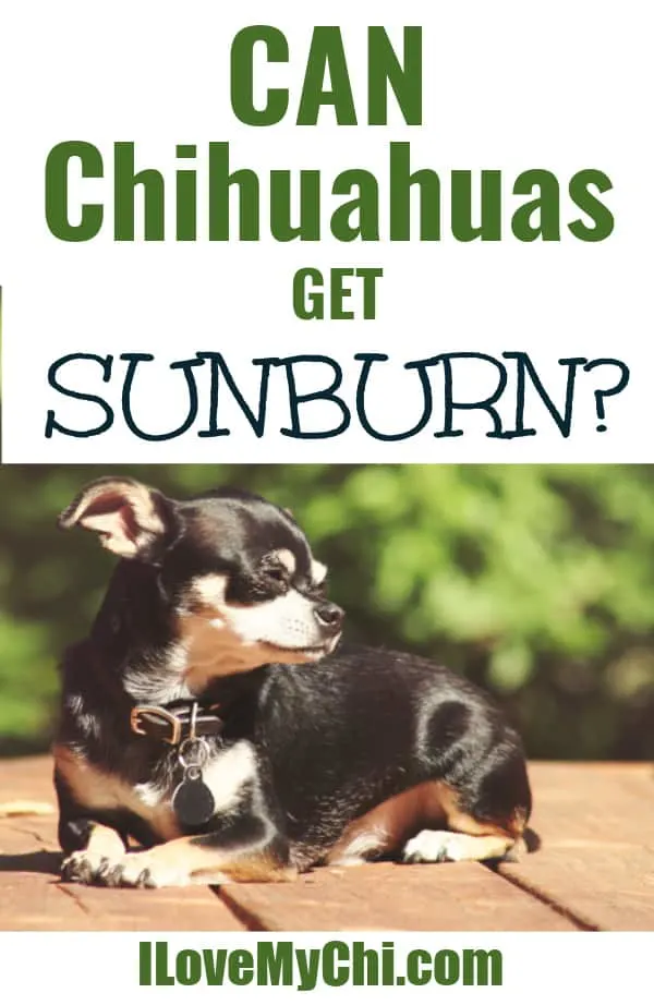 can dogs get sunburn in their ears