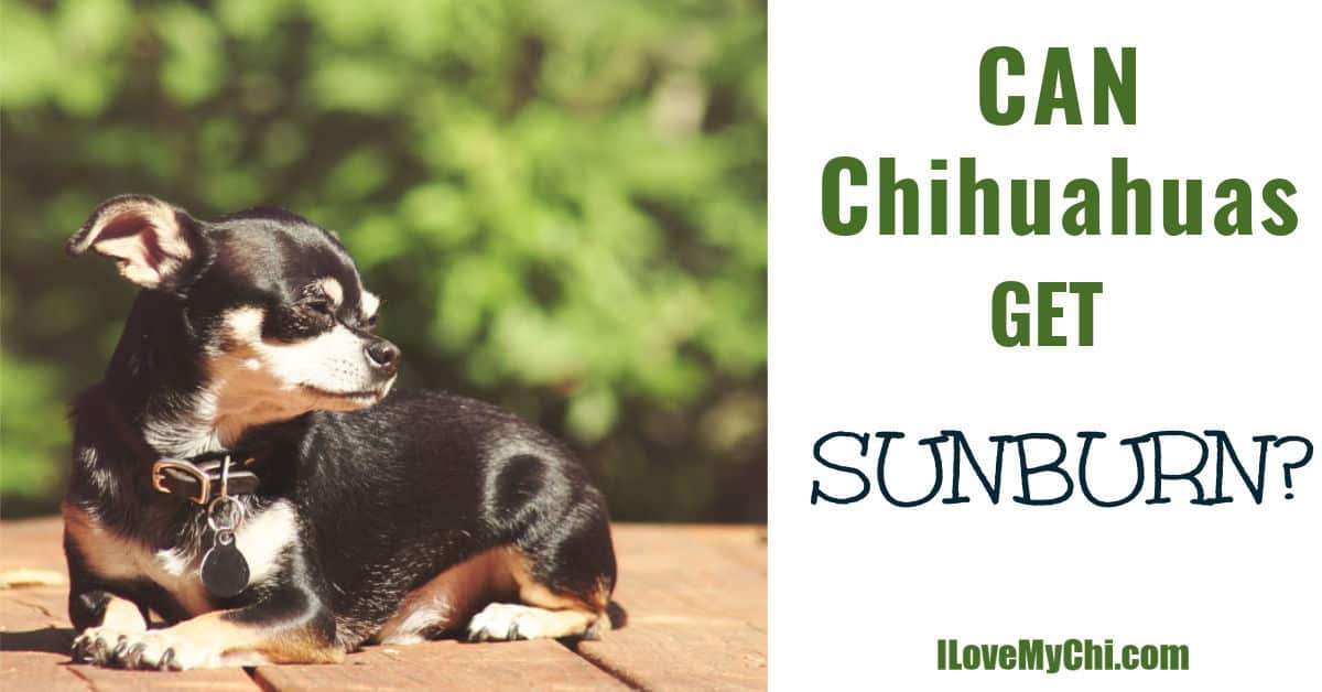 Can Chihuahuas Get Sunburned? - I Love My Chi