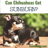 black chihuahua sitting outside in sun