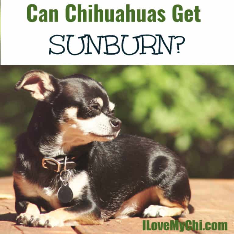 black chihuahua sitting outside in sun