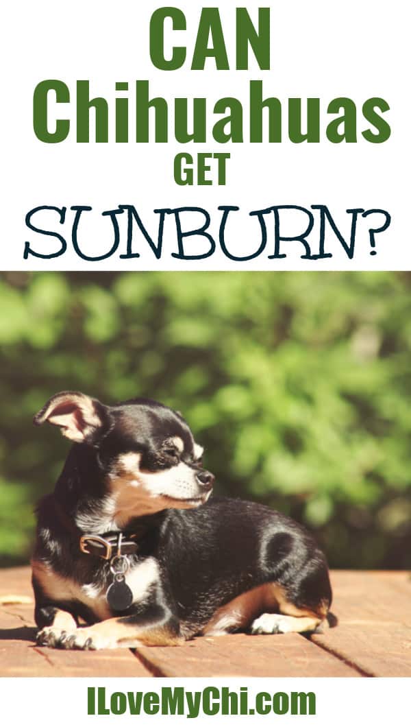 Can Chihuahuas Get Sunburned? I Love My Chi