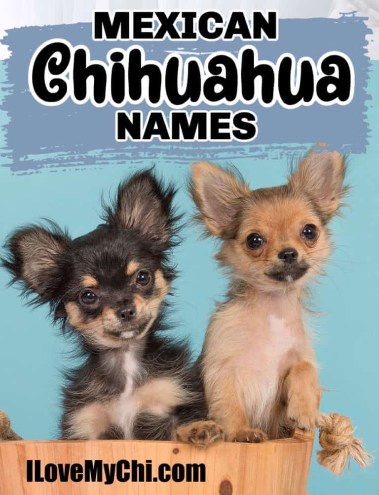 Mexican Chihuahua Names I Love My Chi