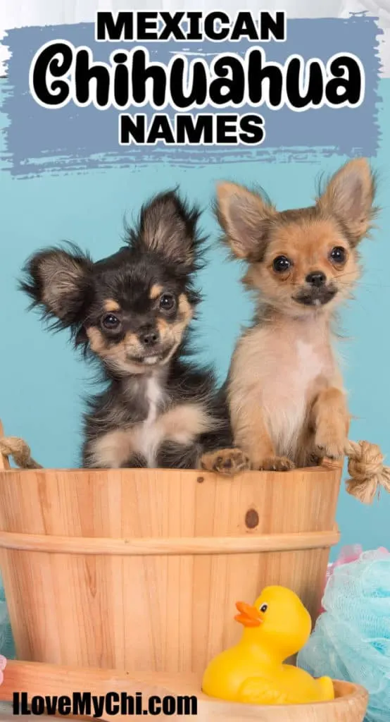 2 chihuahua puppies in a basket