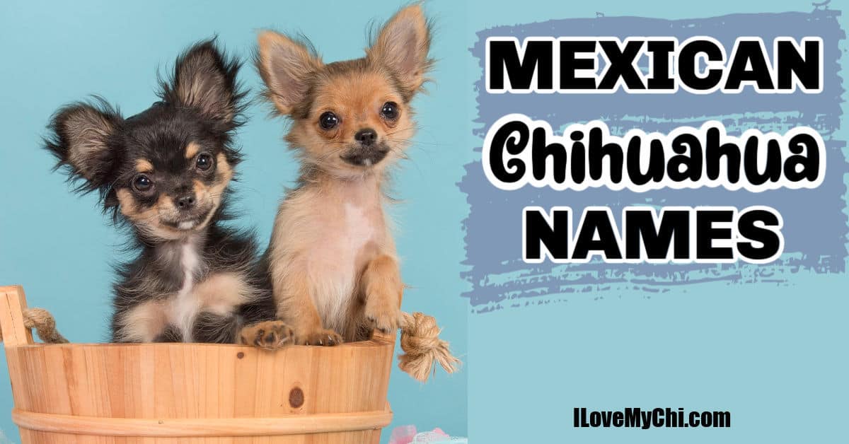 Mexican chihuahuas store