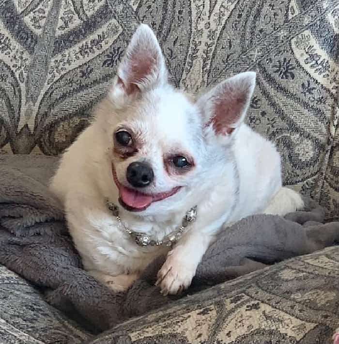  white chihuahua on couch