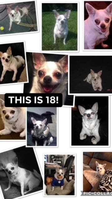 various photos in a collage of an 18 year old chihuahua dog
