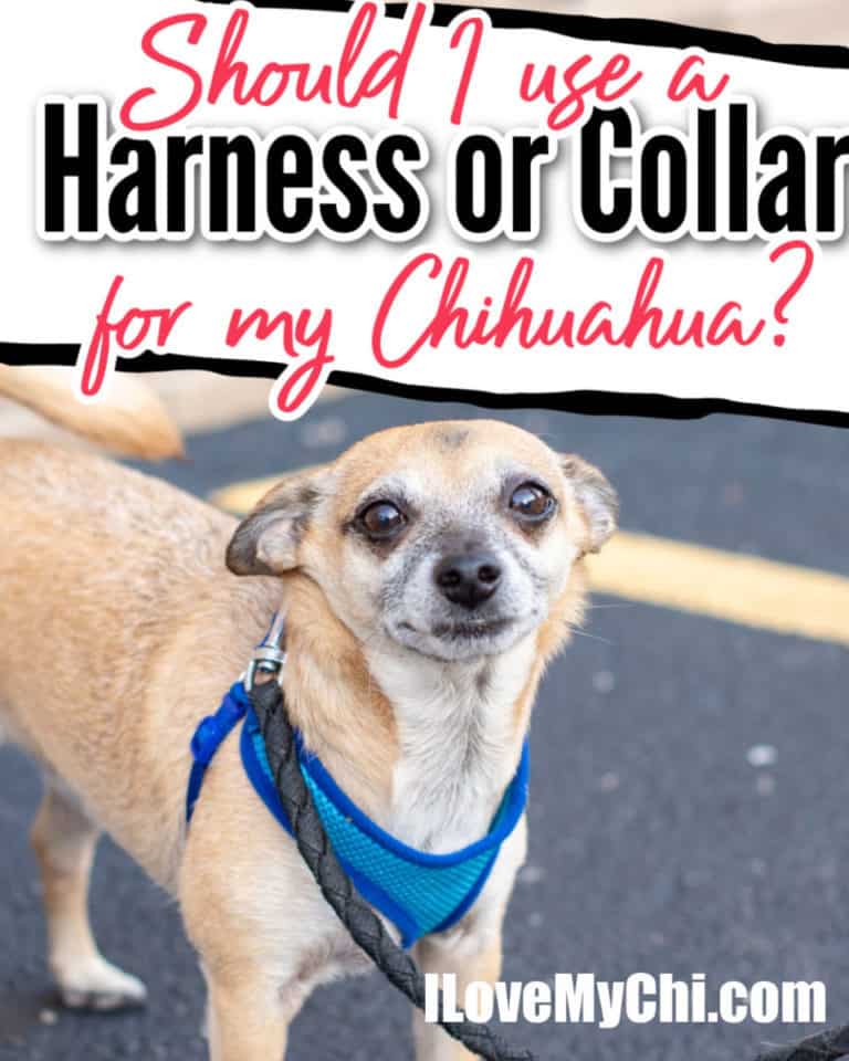 leash and fawn chihuahua wearing blue harness