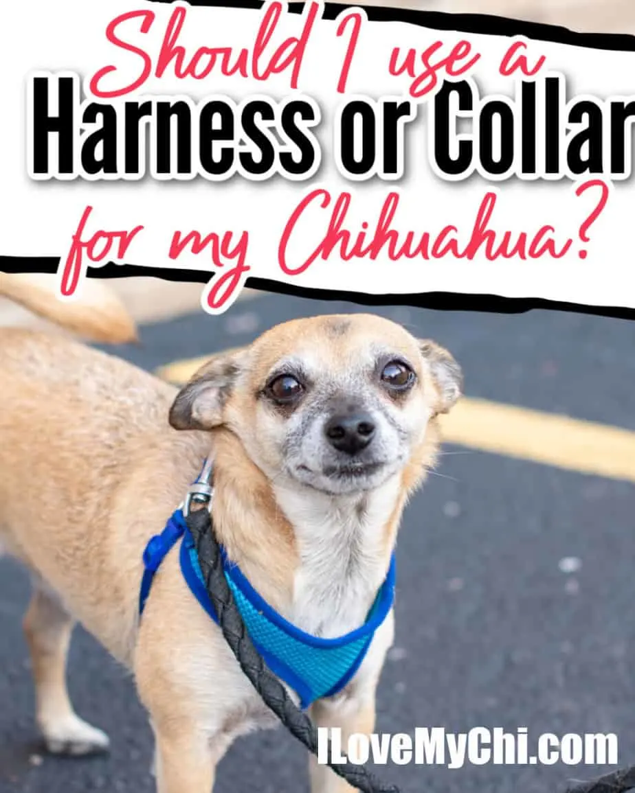 How to put a harness on a clearance chihuahua