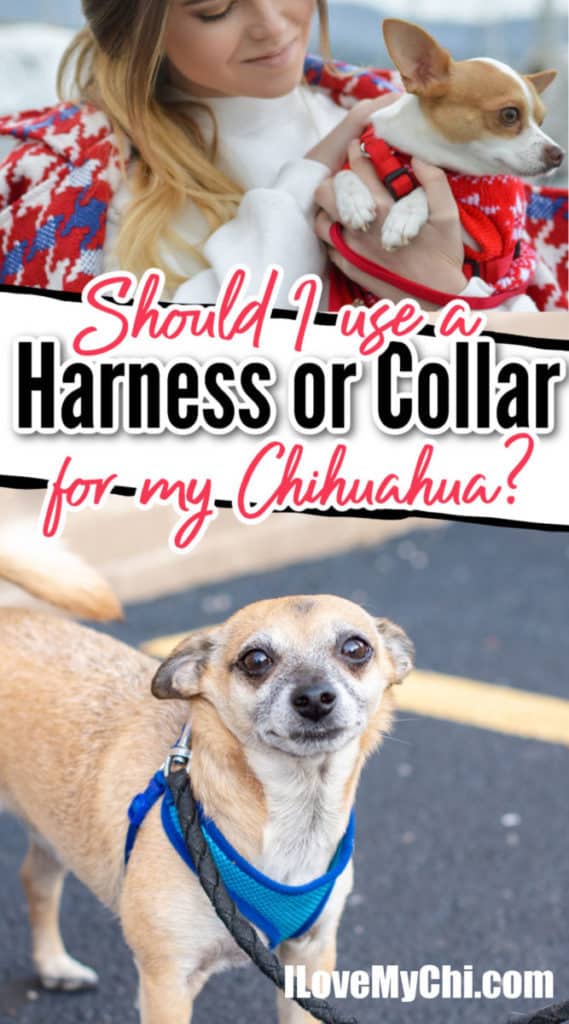 woman holding chihuahua with red collar and leash and fawn chihuahua wearing blue harness