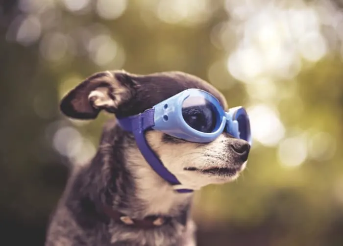 chihuahua wearing doggles 