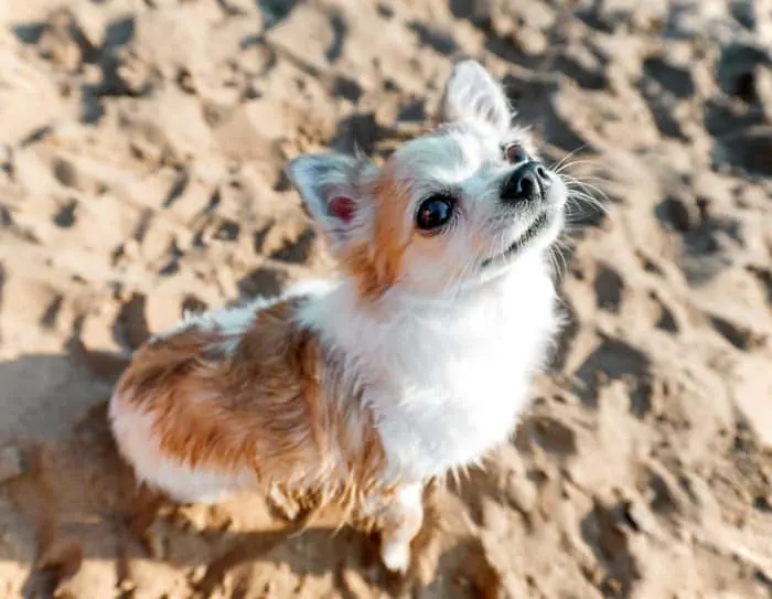 fawn and white chihuahua looking up in sand outside 