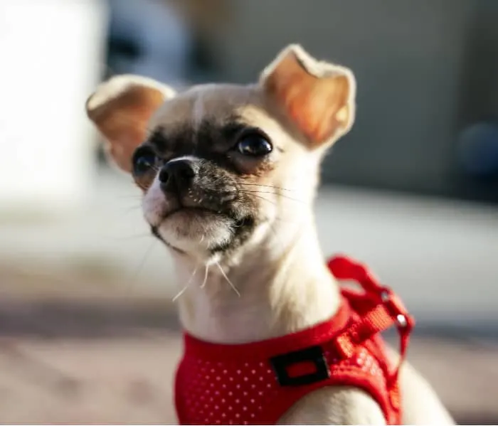 fawn chihuahua puppy with red harness  