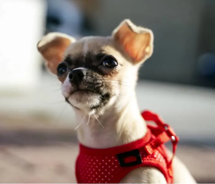 fawn chihuahua puppy with red harness