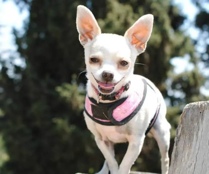 smiling white chihuahua