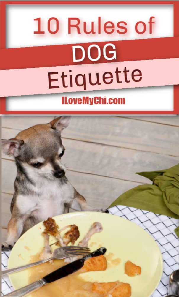 chihuahua looking at food on plate
