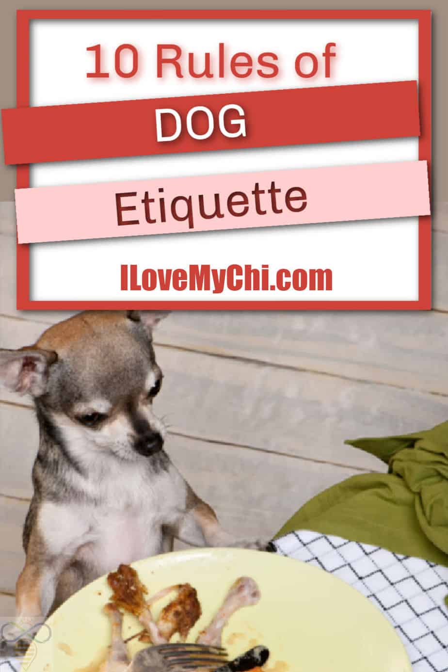 10 Basics Rules Of Dog Etiquette - I Love My Chi