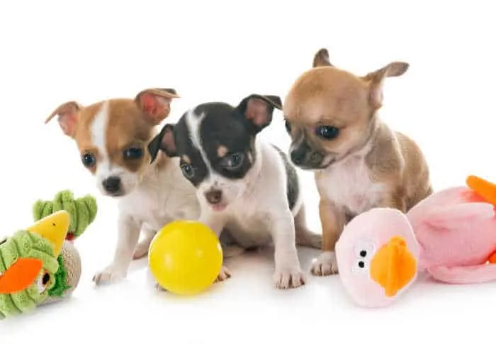 3 small chihuahua puppies with dog toys