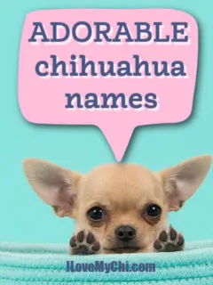 fawn colored chihuahua puppy