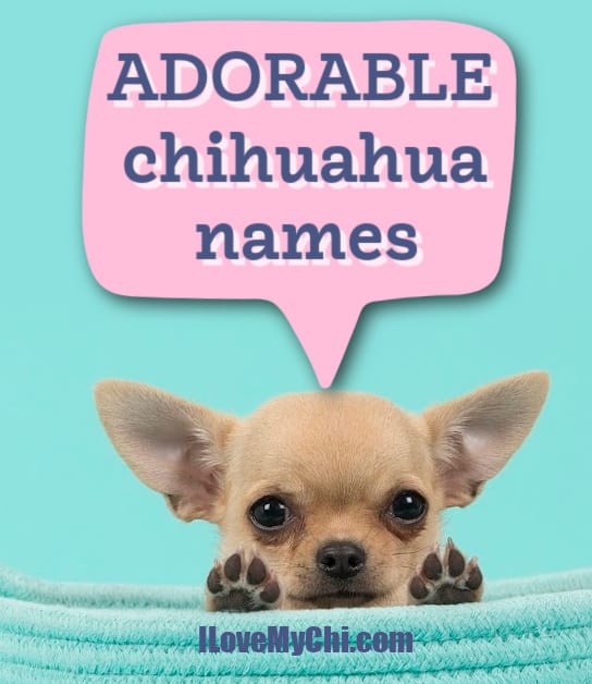 fawn colored chihuahua puppy