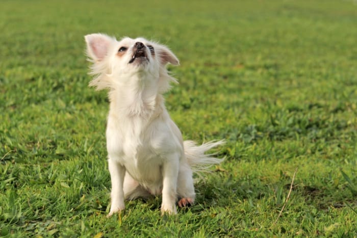 Barking white chihuahua in grass 