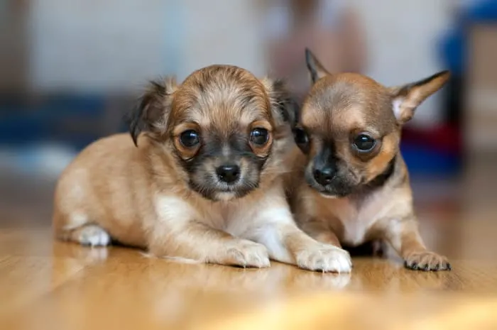 Two small Chihuahua puppies lying on floor 