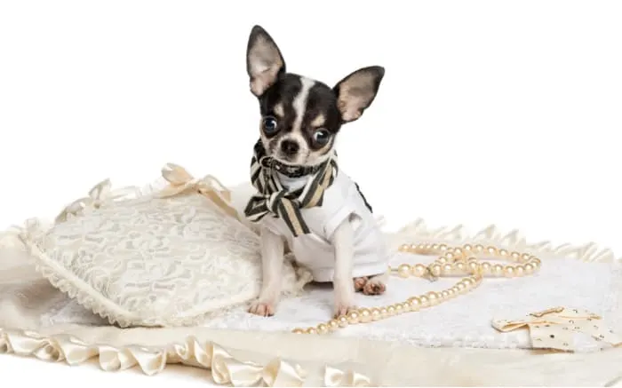 dressed black and white chihuahua by pillow