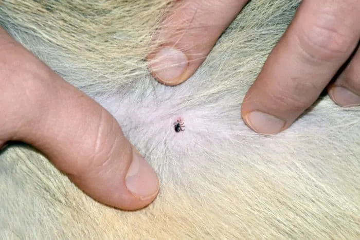 tick on dog fur 