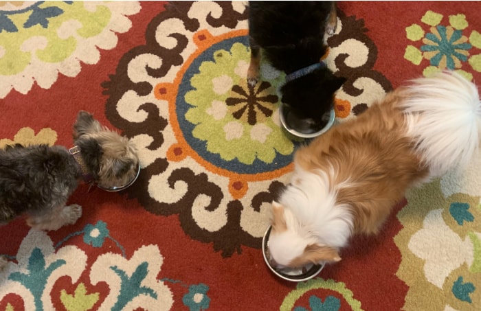 3 dogs eating dog food in dog bowls on red patterned rug