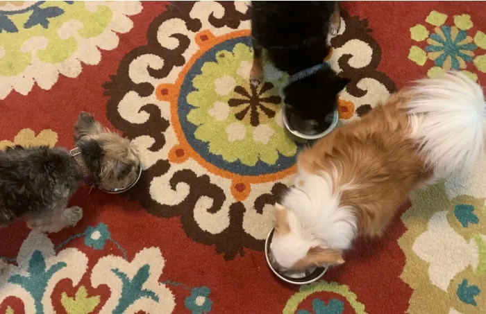 3 dogs eating dog food in dog bowls on red patterned rug