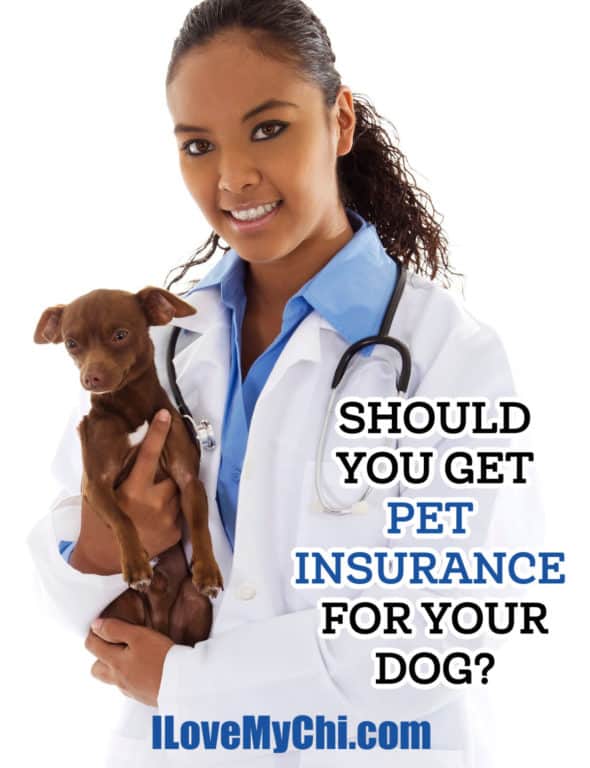 Should You Get Pet Insurance For Your Dog? - I Love My Chi