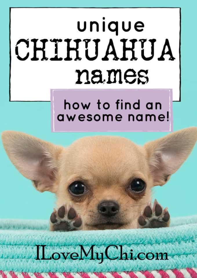 unique-chihuahua-names-i-love-my-chi