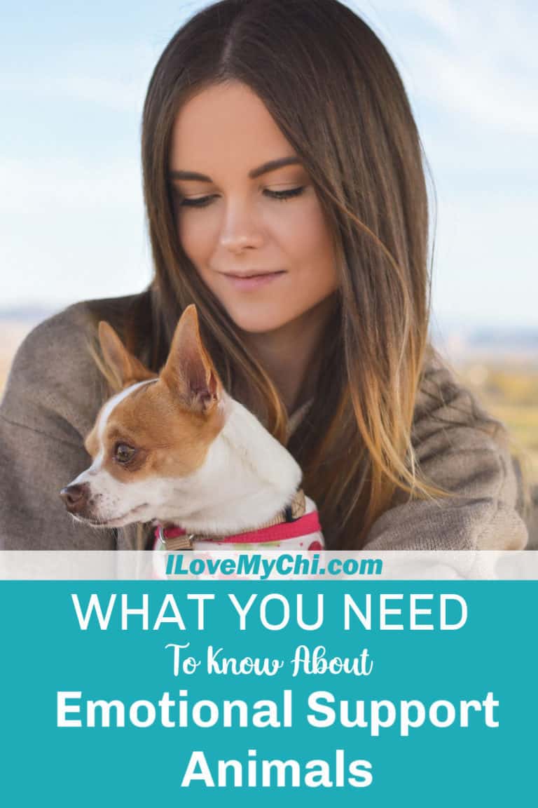 What You Need To Know About Emotional Support Animals I Love My Chi