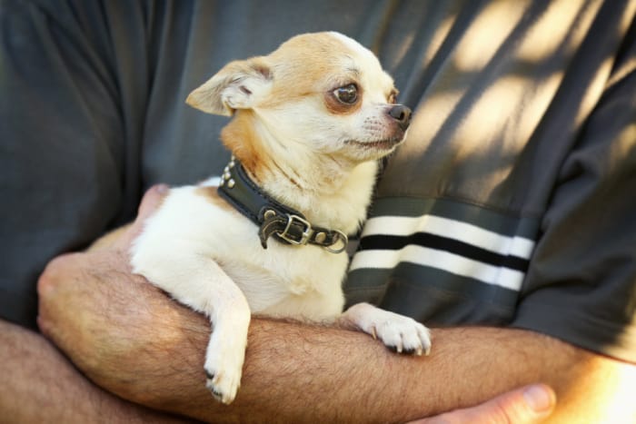 Man holding chihuahua dog
