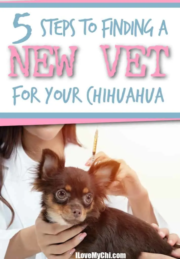 female vet holding a syringe and chihuahua dog
