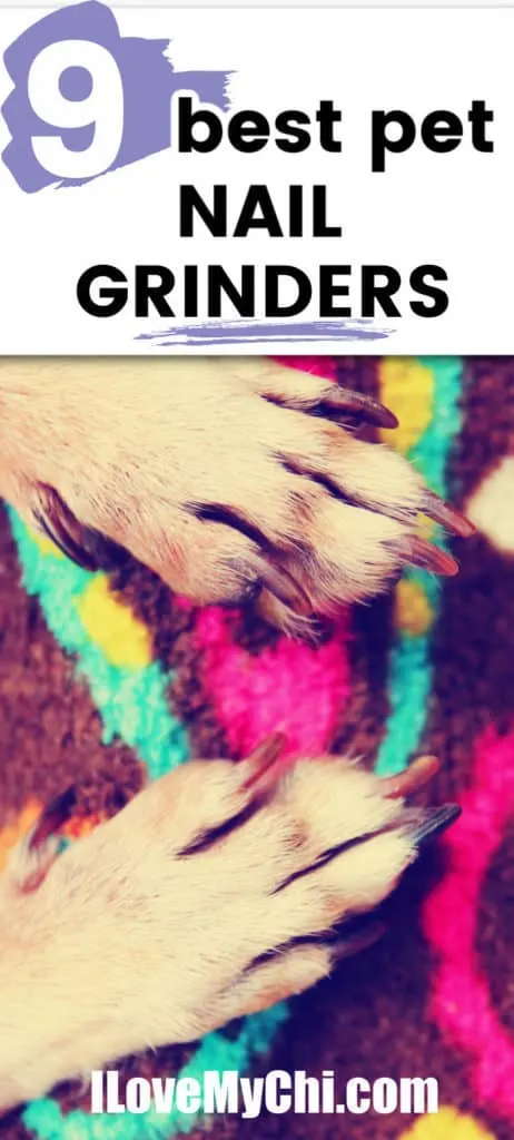 dog paws on colorful rug