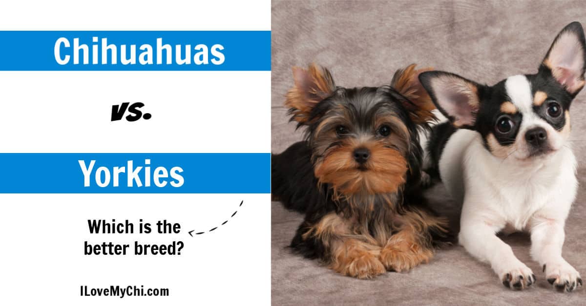 Are Carrots Good For A Yorkshire Terrier