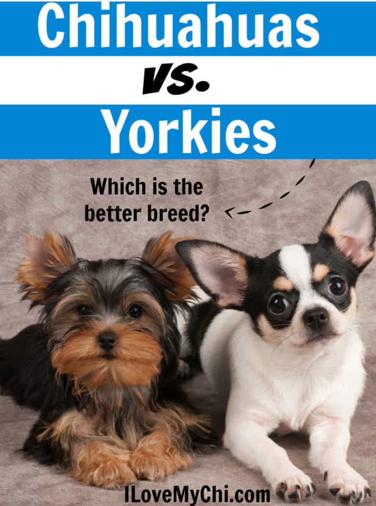 A Yorkshire terrier and chihuahua laying side by side