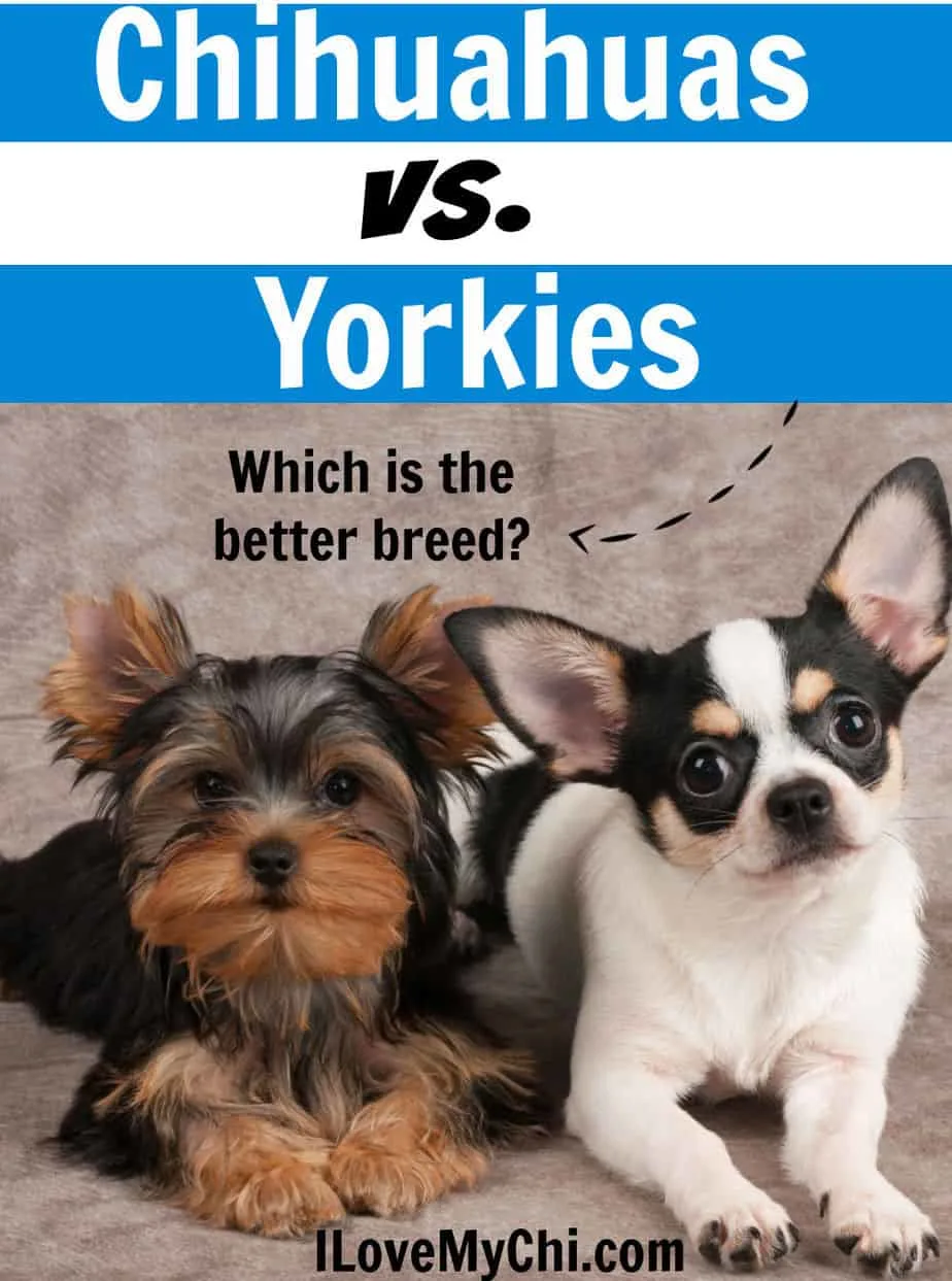 do chihuahua and yorkies get along?