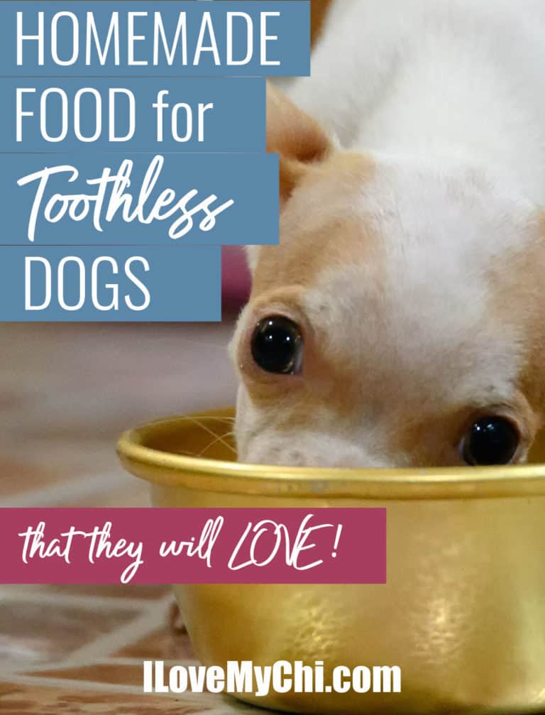 white and fawn chihuahua eating from yellow dog bowl