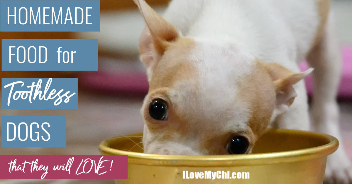 Homemade Food For Toothless Dogs I Love My Chi