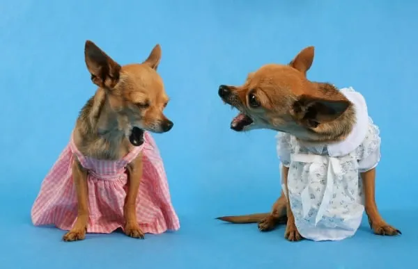 2 chihuahuas in dresses barking