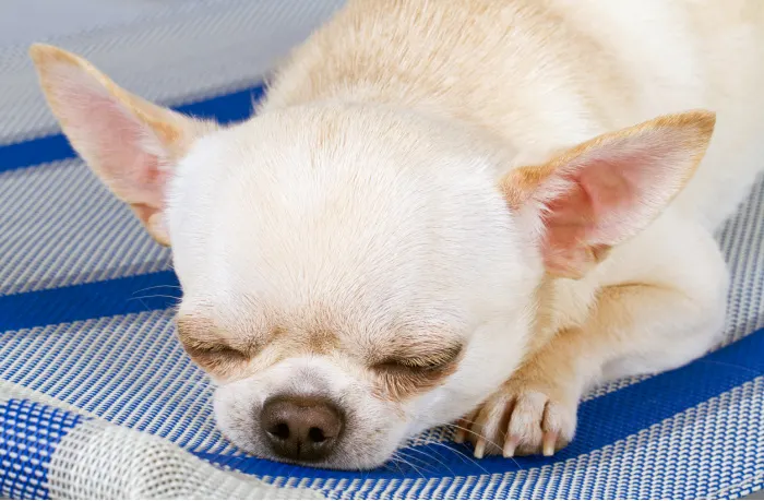 cream colored chihuahua sleeping