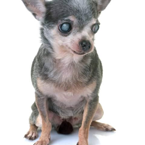 Understanding The Aging Process In Chihuahuas I Love My Chi understanding-the-aging-process-in-chihuahuas-i-love-my-chi