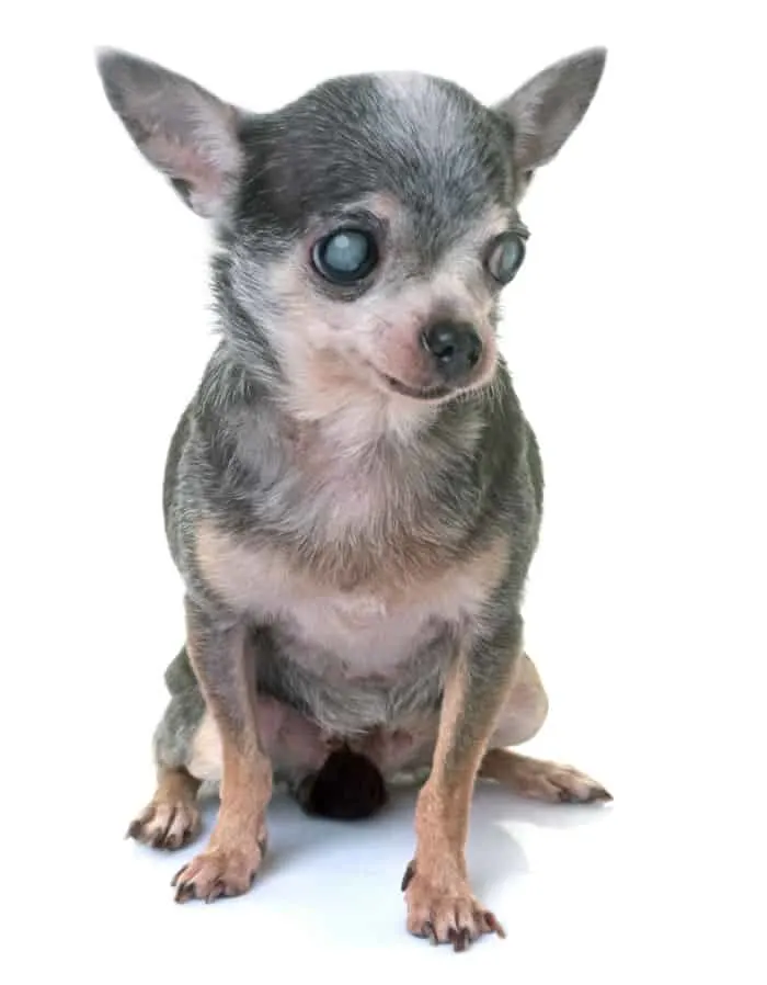 Elderly senior chihuahua.