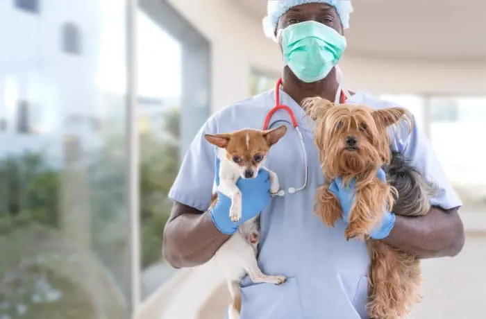 masked veterinarian holding chihuahua and yorkie