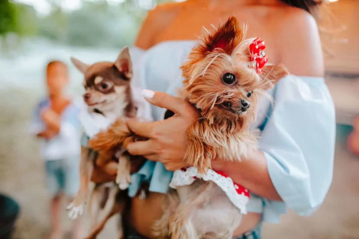 woman holding a chihuahua and yorkie 1200
