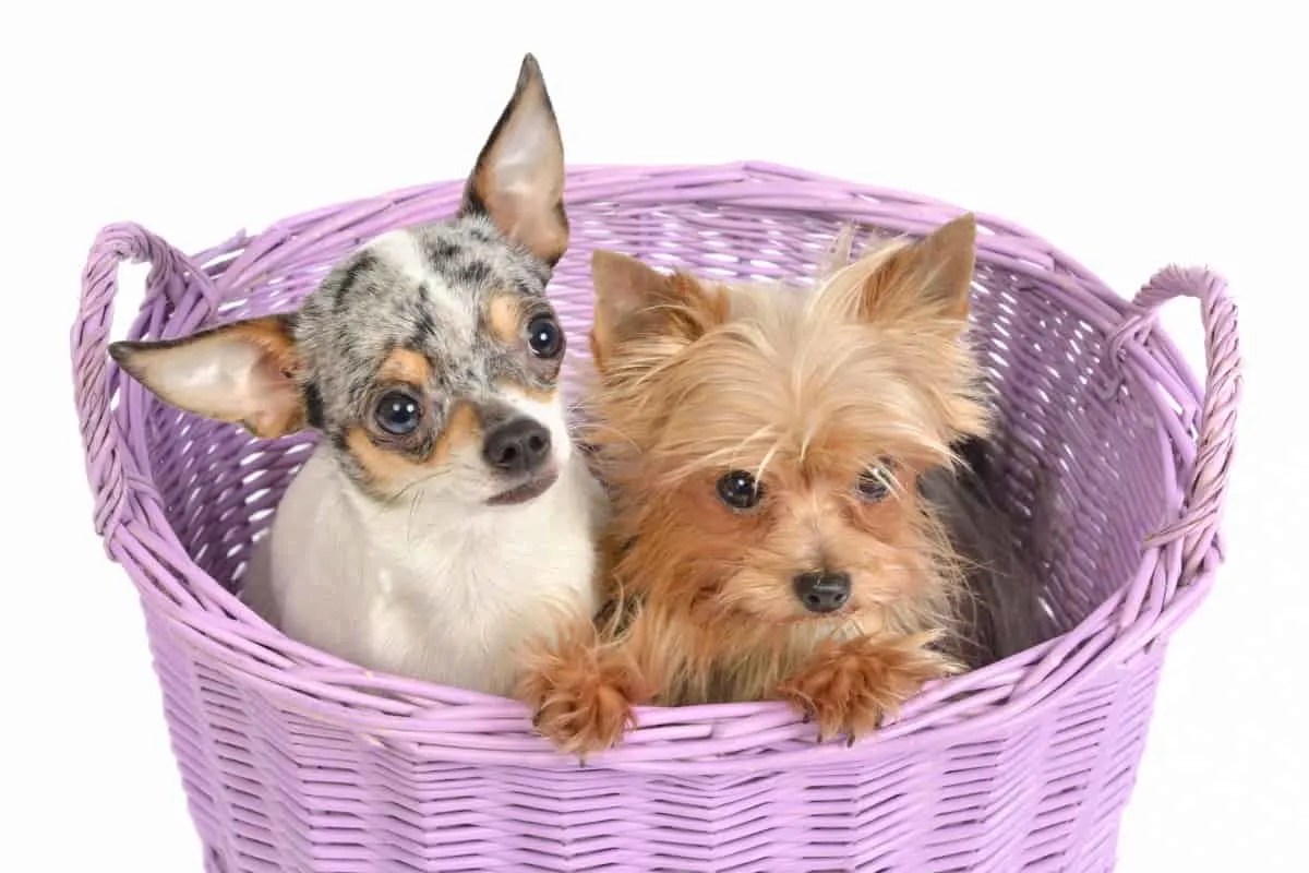 yorkie and chihuahua in basket 