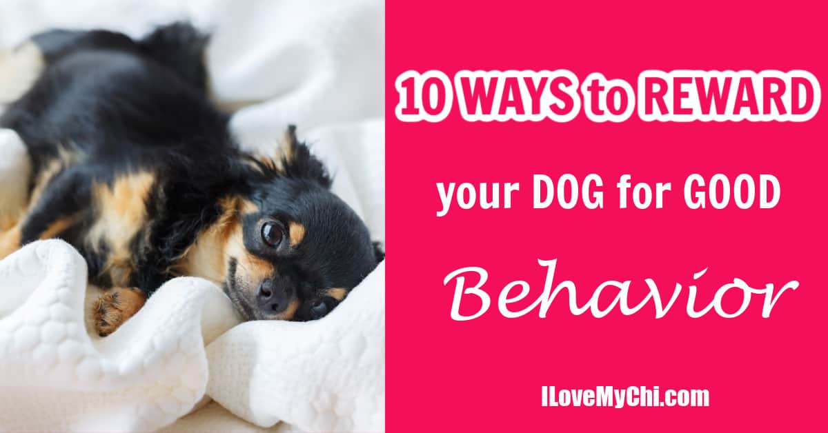 a good dogs behavior