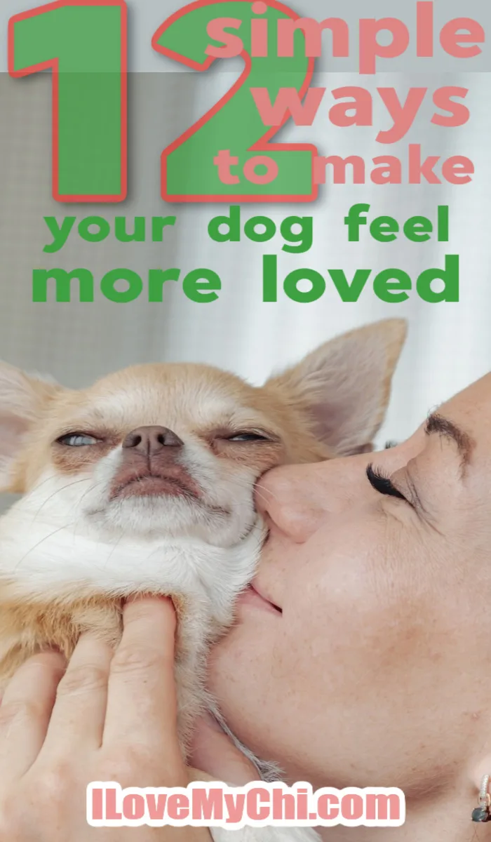 how to make dog feel better