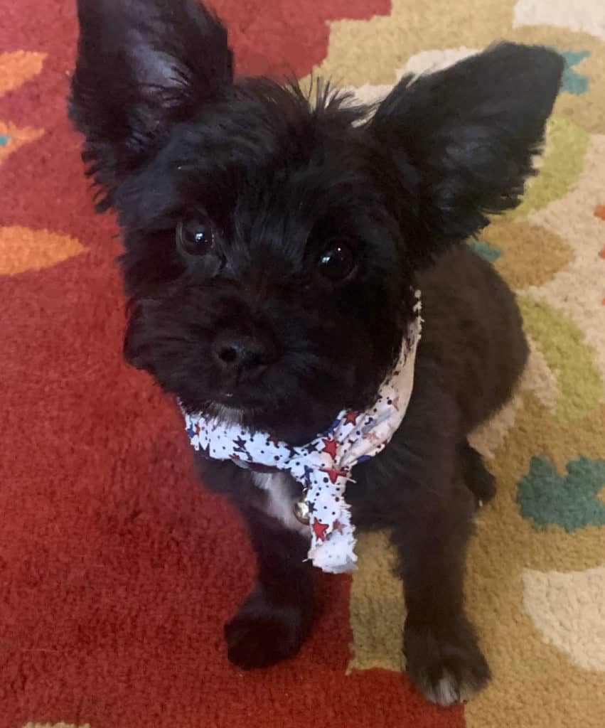 black yorkshire terrier puppy